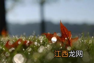 夏至节气吃什么传统食物 冬天进补吃什么好