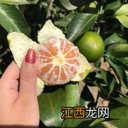 蜜桔价格行情 砂糖蜜桔多少钱一斤