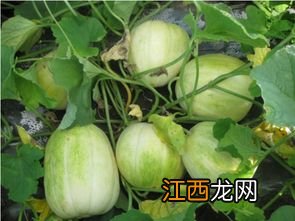 安东尼表现 大棚香瓜种植和管理