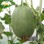 安东尼表现 大棚香瓜种植和管理