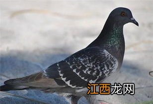 鸽子汤和什么炖最营养 鸽子汤怎么炖补肾壮阳窍门