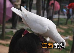 鸽子汤和什么炖最营养 鸽子汤怎么炖补肾壮阳窍门