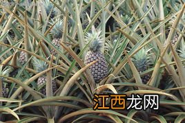 野菠萝有什么功效 菠萝为什么长刺