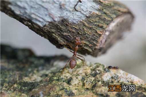 被红火蚁咬了怎么解毒 被红火蚁咬了怎么解毒可以吃牛黄解毒片吗