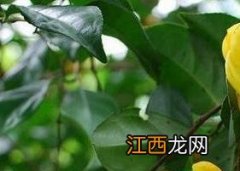 金边玫瑰花茶的功效与作用 金花茶的功效与作用