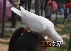 鸽子和什么一起炖才最补肾壮阳 鸽子和什么一起炖汤最补肾阴虚