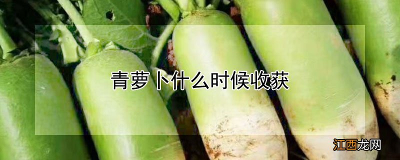 青萝卜什么时候收获