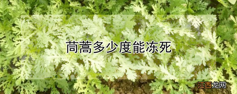 茼蒿多少度能冻死