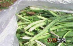 山韭菜和野韭菜的区别 山韭菜与韭菜的区别