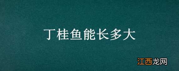 丁桂鱼能长多大 丁桂鱼最大有多大