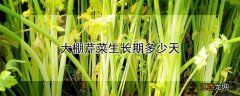 大棚芹菜生长期多少天