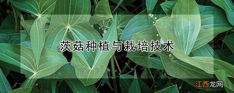 茨菇种植与栽培技术