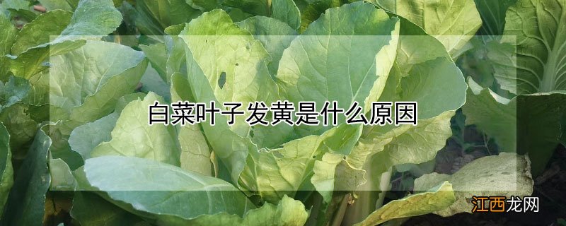 白菜叶子发黄是什么原因