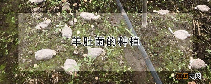 羊肚菌的种植