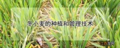 冬小麦的种植和管理技术