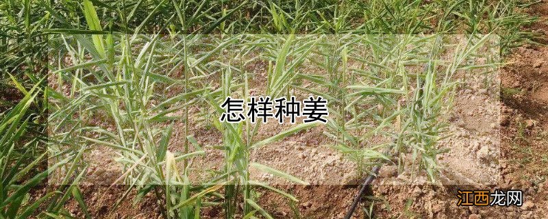 怎样种姜