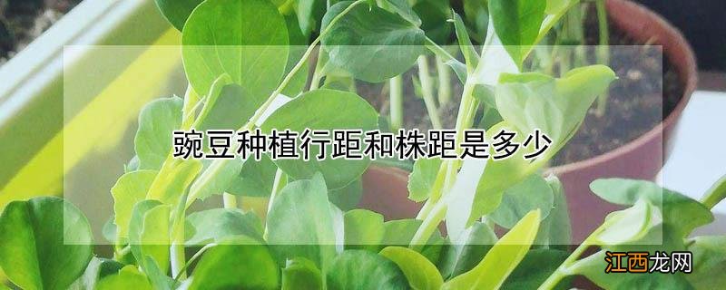 豌豆种植行距和株距是多少