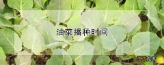 油菜播种时间