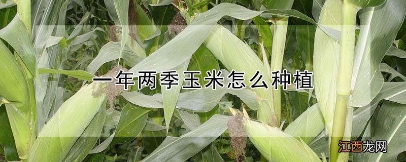 一年两季玉米怎么种植