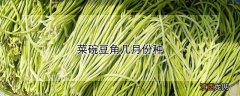 菜碗豆角几月份种