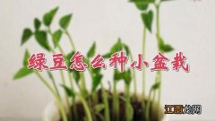 绿豆怎么种小盆栽