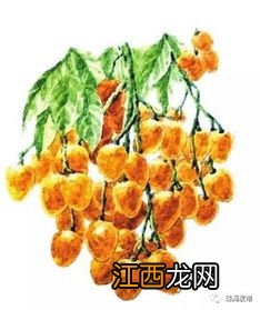 柿子都有哪些种类?那些颜色? 柿子的颜色是什么颜色aabb