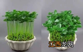 生根粉可以用来浇水培植物吗? 生根粉浇灌树根后多久可以浇水