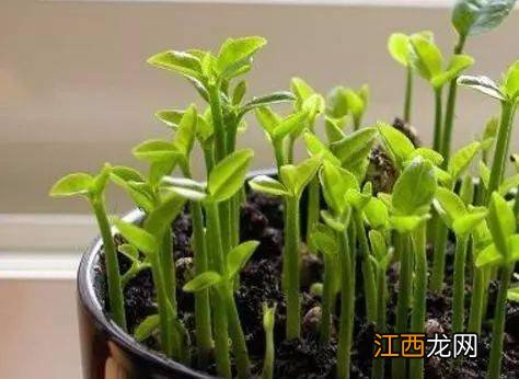 生根粉可以用来浇水培植物吗? 生根粉浇灌树根后多久可以浇水