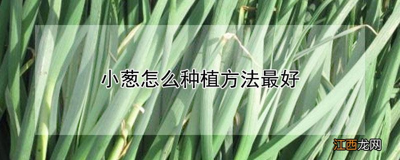 小葱怎么种植方法最好