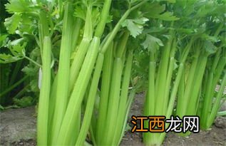 合肥地区现在适合种什么菜品 合肥地区现在适合种什么菜呢