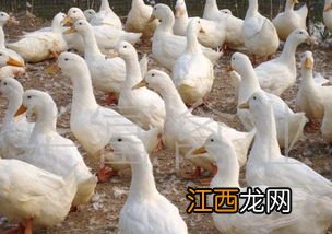 河豚鱼汤怎么做才好吃又简单 红烧豚鸭的家常做法窍门是什么