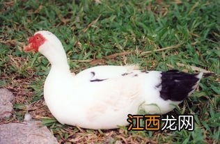 河豚鱼汤怎么做才好吃又简单 红烧豚鸭的家常做法窍门是什么