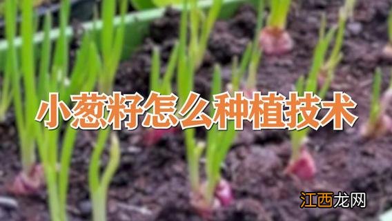 小葱籽怎么种植技术