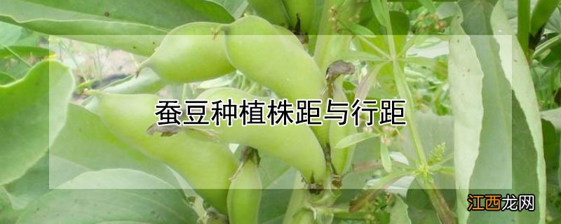 蚕豆种植株距与行距