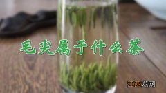 毛尖属于什么茶