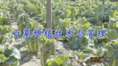 白菜种植技术与管理