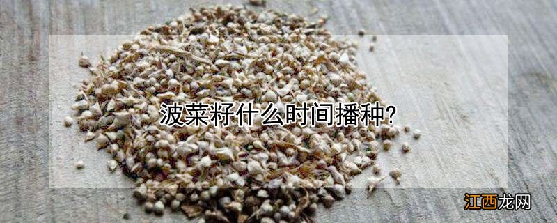 波菜籽什么时间播种?