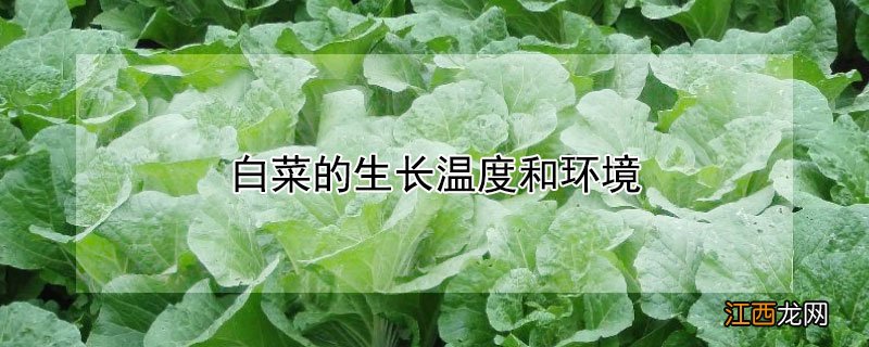 白菜的生长温度和环境