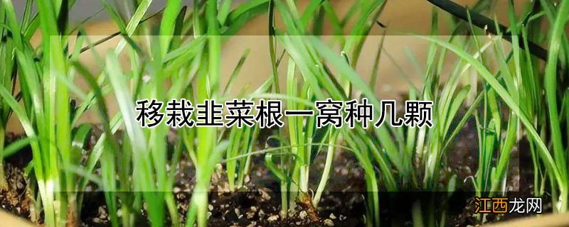 移栽韭菜根一窝种几颗