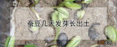 蚕豆几天发芽长出土