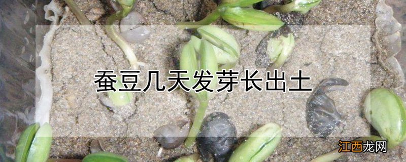 蚕豆几天发芽长出土