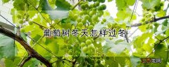 葡萄树冬天怎样过冬