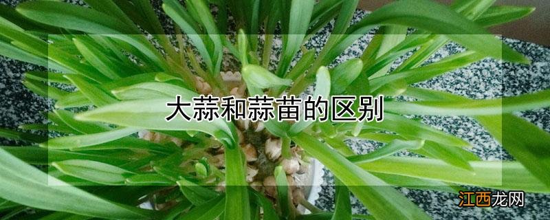 大蒜和蒜苗的区别