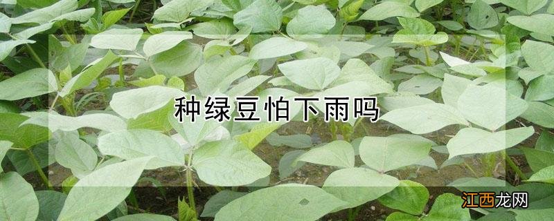 种绿豆怕下雨吗