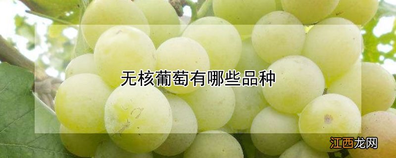 无核葡萄有哪些品种