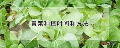 青菜种植时间和方法