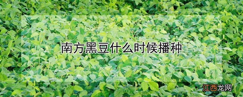 南方黑豆什么时候播种