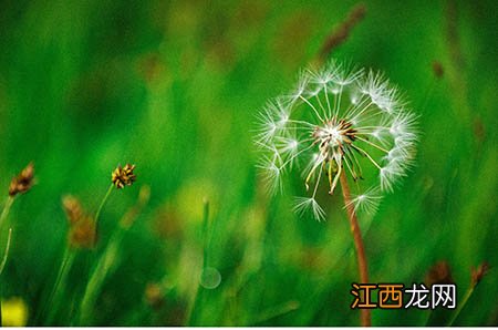 【西兰花怎么做好吃】怎样做西兰花好吃西兰花好吃的做法大全