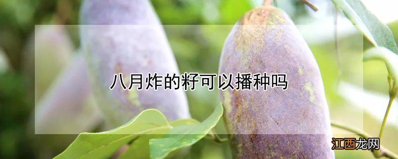 八月炸的籽可以播种吗