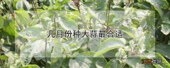 几月份种大蒜最合适